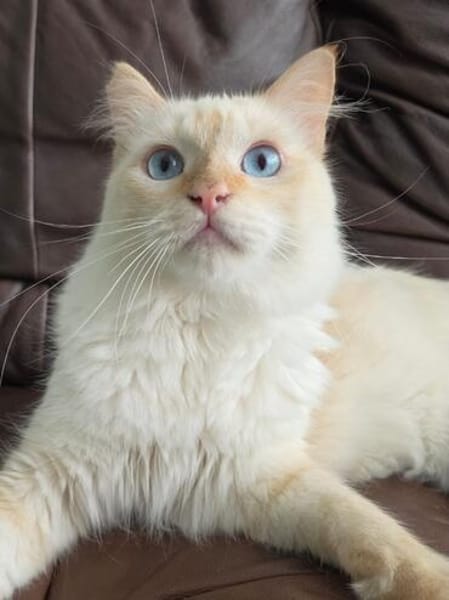 Geselliger junger Siam-Mix Kater Genie