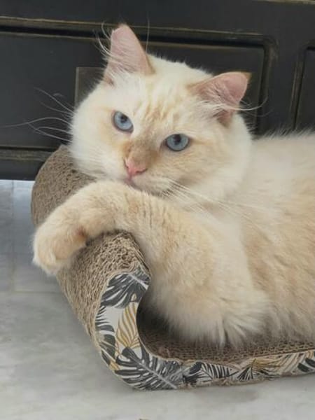 Geselliger junger Siam-Mix Kater Genie