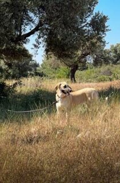Lola sucht ein Zuhause