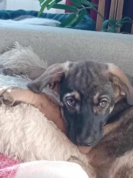 Welpe Toy, kann er bald zu DIR?