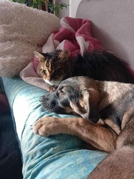 Welpe Toy, kann er bald zu DIR?