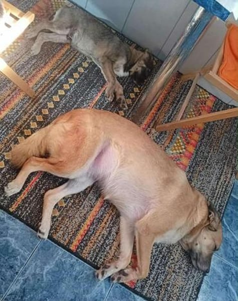 Welpe Toy, kann er bald zu DIR?