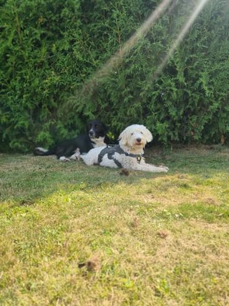 Dobby  sucht Menschen mit Hundeerfahrung