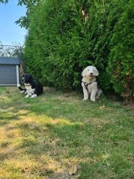 Dobby  sucht Menschen mit Hundeerfahrung