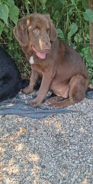 Süsse Hazel sucht eine Familie