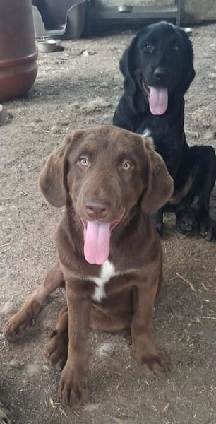 Süsse Hazel sucht eine Familie