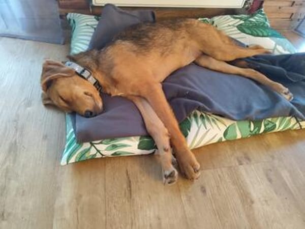 💗 Celina sucht ihr Für-immer-Zuhause💗