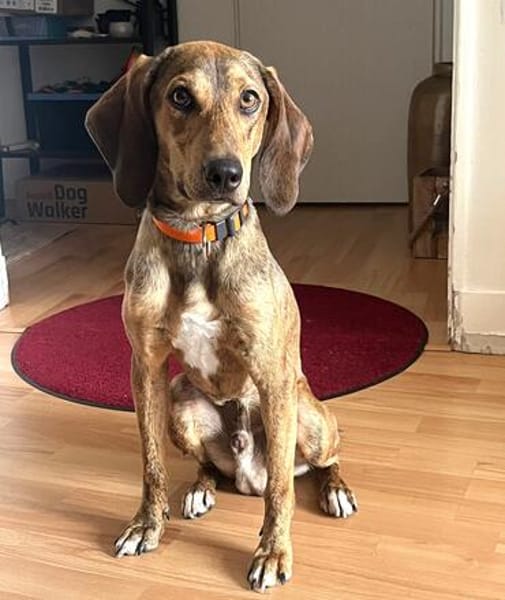 Cookie - kleine Spürnase sucht Zuhause