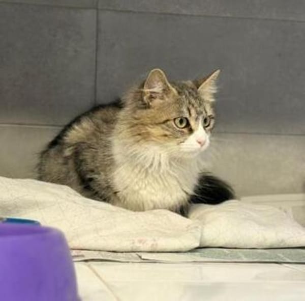 Daisy - unkomplizierte Traumkatze