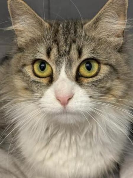 Daisy - unkomplizierte Traumkatze
