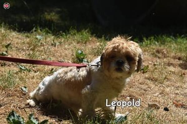 Leopold