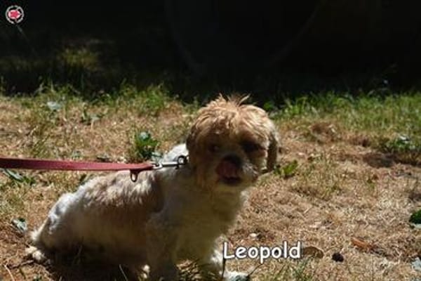 Leopold