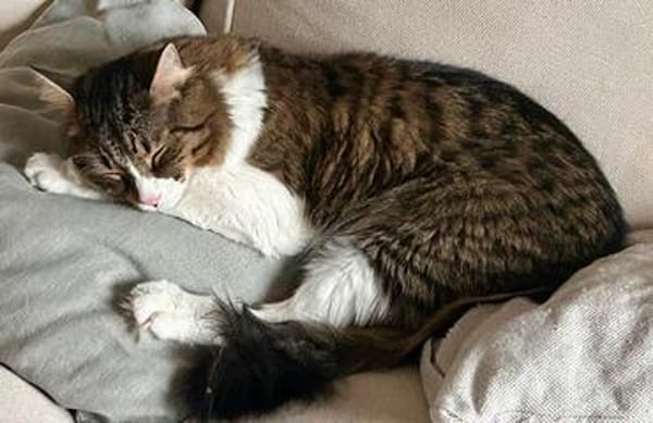 Zorro Ataxie Maine Coon MIx Kater