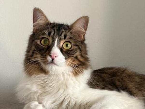 Zorro Ataxie Maine Coon MIx Kater
