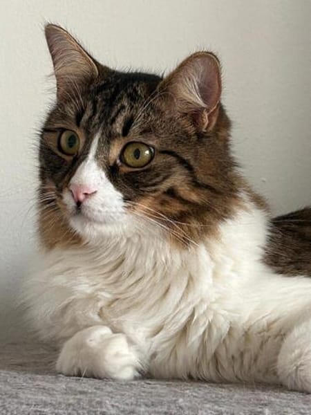 Zorro Ataxie Maine Coon MIx Kater
