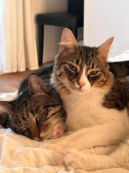 Zorro Ataxie Maine Coon MIx Kater