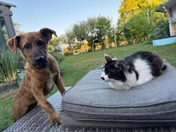 fröhlicher lieber Welpenjunge Tiago auf PS 80686