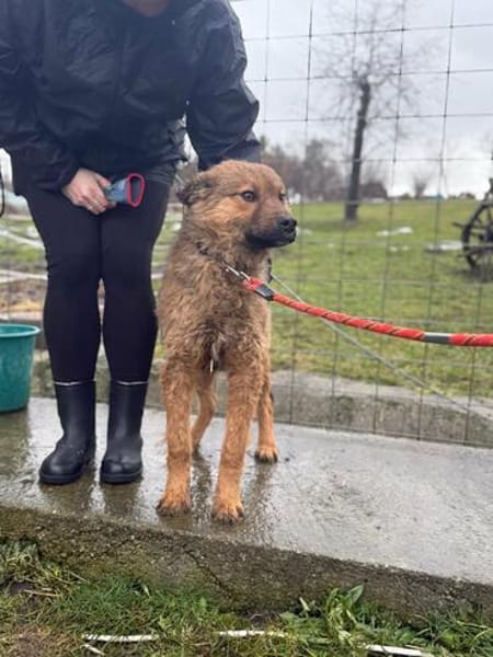 Thor, sucht bald ein Zuhause