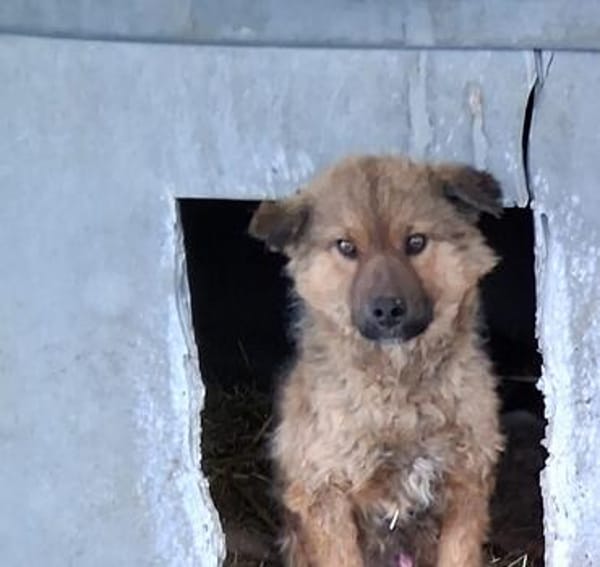 Thor, sucht bald ein Zuhause