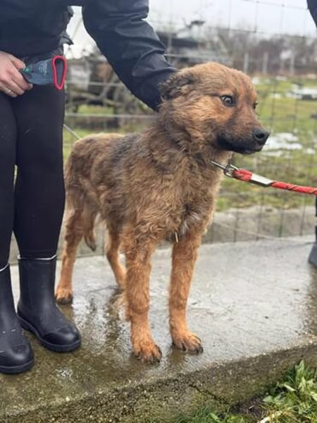 Thor, sucht bald ein Zuhause