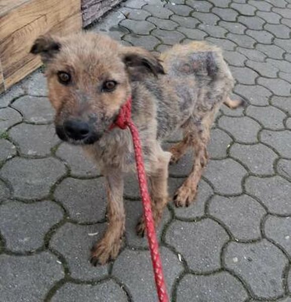 Thor, sucht bald ein Zuhause