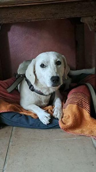Blondes kleines Mädchen sucht ihre Herzensmenschen