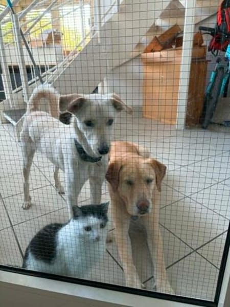Herzenshund Hatiko auf PS in 91217