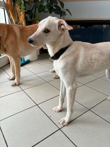 Herzenshund Hatiko auf PS in 91217