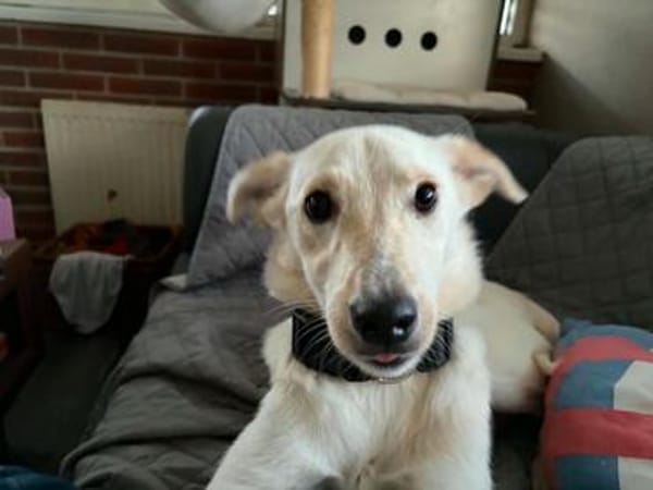 Herzenshund Hatiko auf PS in 91217