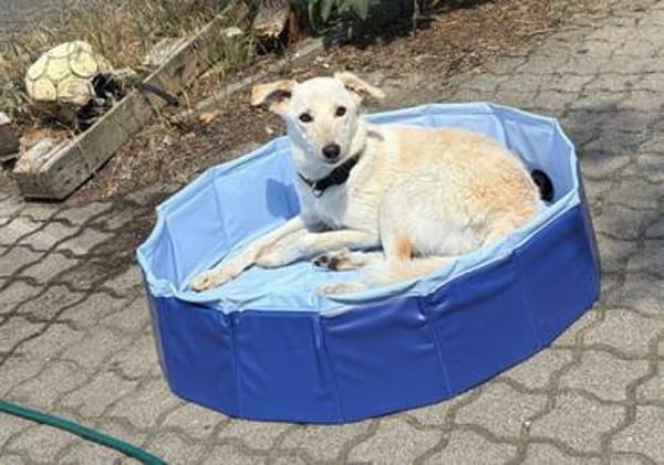 Herzenshund Hatiko auf PS in 91217