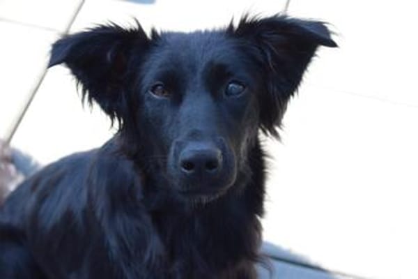 🐾 Paloma❤ sucht ihr Für-immer-Zuhause 🐾