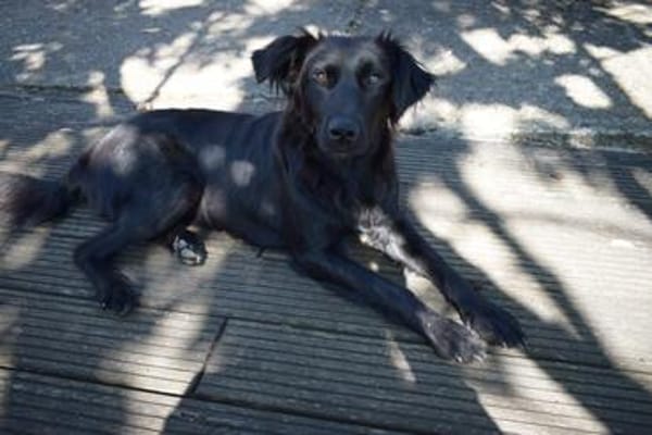 🐾 Paloma❤ sucht ihr Für-immer-Zuhause 🐾
