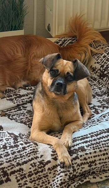 Jaylah sucht ein neues Zuhause🍀💕🐾