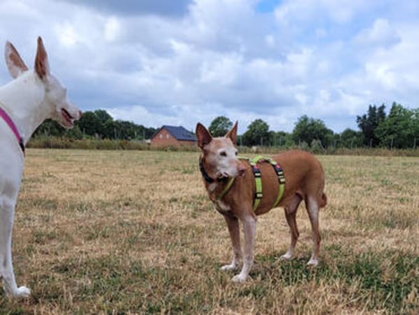 Freundlicher, braver Zeta1 sucht seine Familie