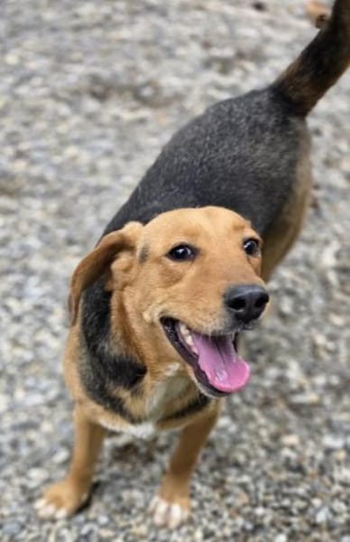 Petty ein Herzenshund