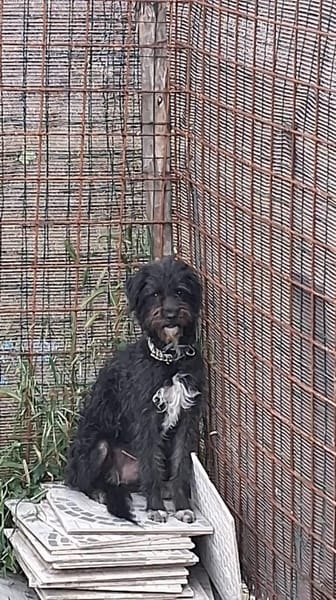 Löckchen-Stella 💛💛💛 liebes Zuhause gesucht