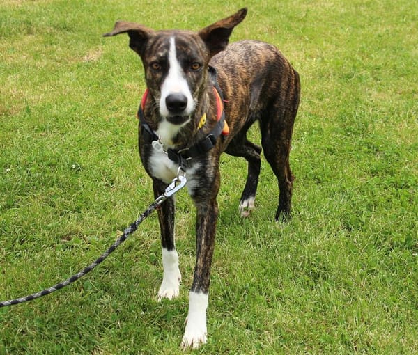 MAHINE OAA17324