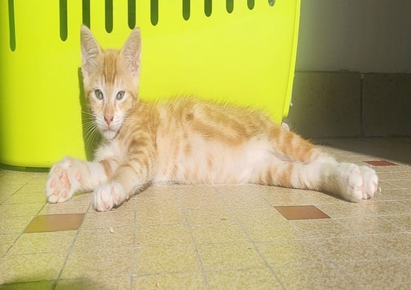 Berlioz