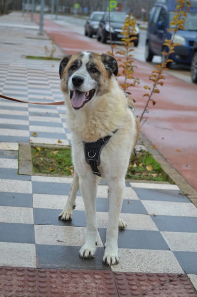 SKAR