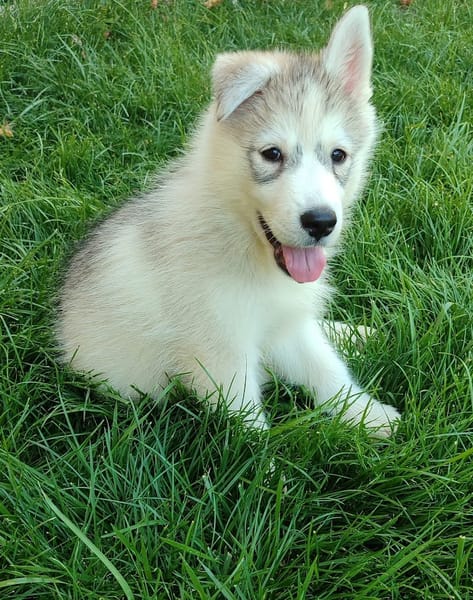 HURLEY