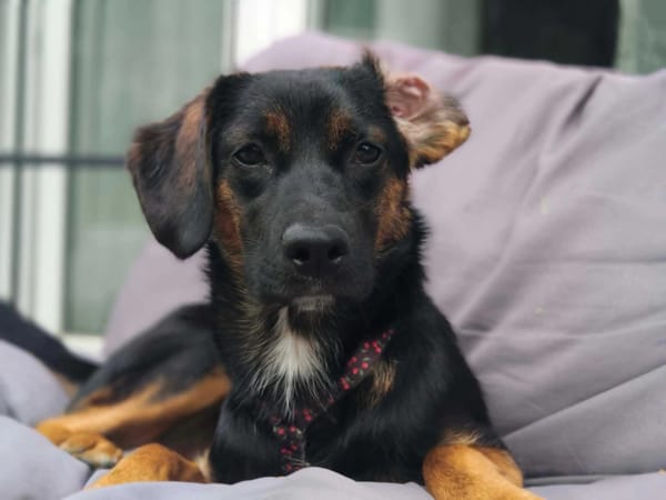 Fiona
