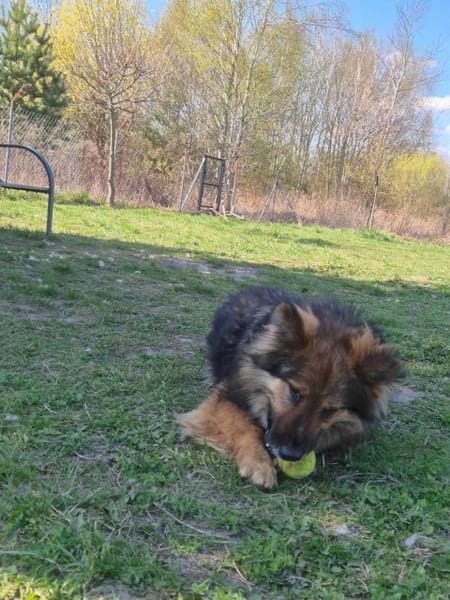 Benji