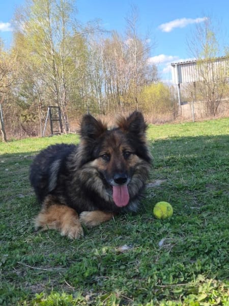 Benji