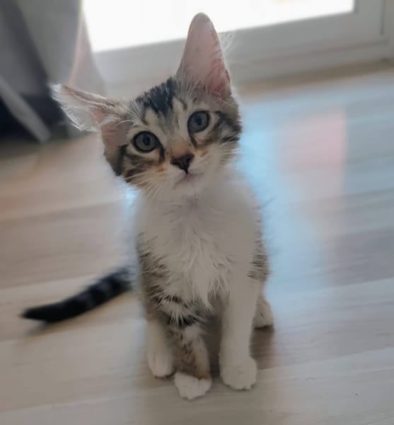 PACO