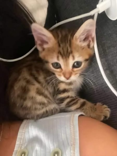 COCOLA À ADOPTER AVEC SON FRÈRE TIPPYTO OU SEULE SI DÉJÀ UN CHAT PRÉSENT CHEZ VOUS