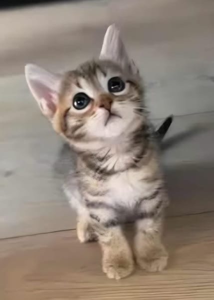 COCOLA À ADOPTER AVEC SON FRÈRE TIPPYTO OU SEULE SI DÉJÀ UN CHAT PRÉSENT CHEZ VOUS