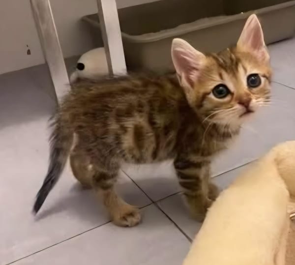 COCOLA À ADOPTER AVEC SON FRÈRE TIPPYTO OU SEULE SI DÉJÀ UN CHAT PRÉSENT CHEZ VOUS