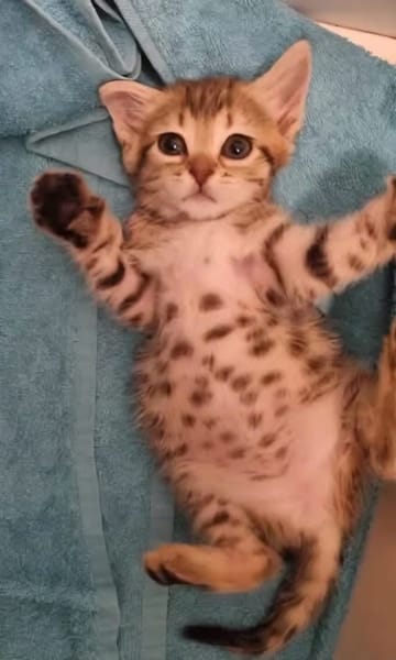 COCOLA À ADOPTER AVEC SON FRÈRE TIPPYTO OU SEULE SI DÉJÀ UN CHAT PRÉSENT CHEZ VOUS