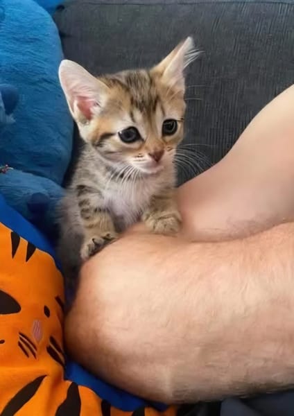 COCOLA À ADOPTER AVEC SON FRÈRE TIPPYTO OU SEULE SI DÉJÀ UN CHAT PRÉSENT CHEZ VOUS