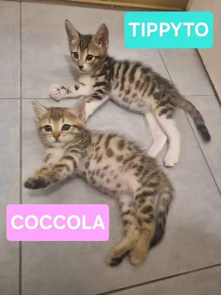 COCOLA À ADOPTER AVEC SON FRÈRE TIPPYTO OU SEULE SI DÉJÀ UN CHAT PRÉSENT CHEZ VOUS